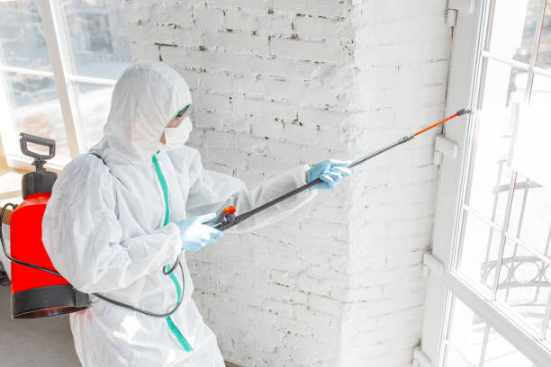 Best Mold Damage Restoration in Crooksville, OH