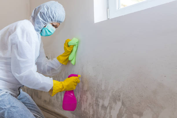  Crooksville, OH Mold Removal Pros