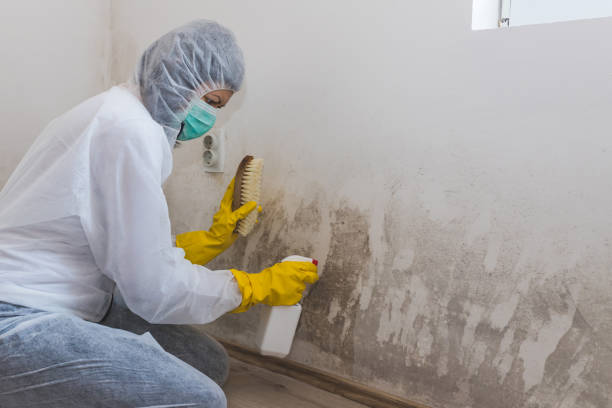 Best Attic Mold Removal in Crooksville, OH