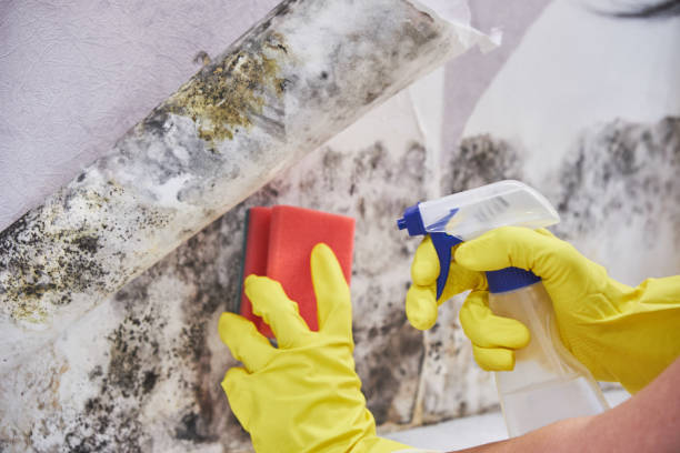 Best Asbestos and Lead Testing During Mold Inspection in Crooksville, OH